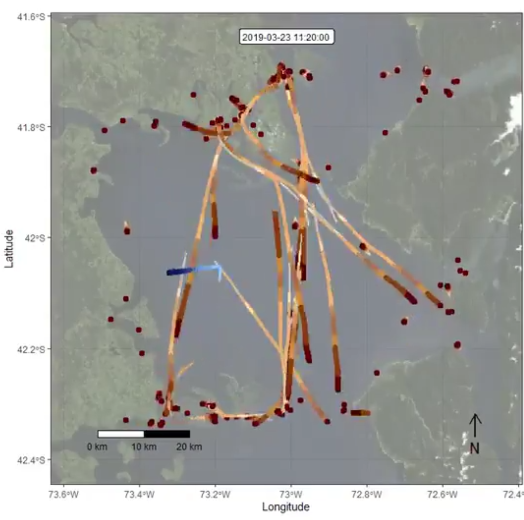 La telemetria satellitare racconta i movimenti delle balenottere azzurre in Patagonia e il rischio crescente di collisioni con le navi.