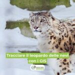 La geografia del leopardo delle nevi ora visibile grazie ai GIS Scopri come è stato possibile studiare il comportamento del leopardo delle nevi per il monitoraggio e la conservazione di questo esemplare grazie ai GIS e alle nuove tecnologie.