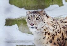 La geografia del leopardo delle nevi ora visibile grazie ai GIS Scopri come è stato possibile studiare il comportamento del leopardo delle nevi per il monitoraggio e la conservazione di questo esemplare grazie ai GIS e alle nuove tecnologie.